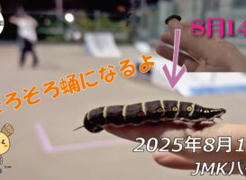 フリースケート – 8月19日 64セッション